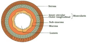 Tissues-of-Digestive-Tract